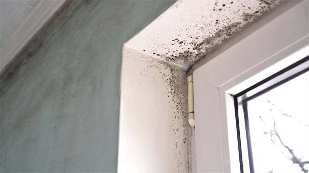 Best Certified Mold Removal  in Brockway, PA