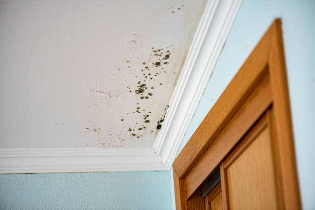 Best Mold Remediation Experts  in Brockway, PA