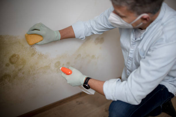 Best Office Mold Removal Services  in Brockway, PA