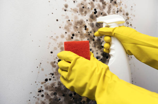 Best Crawl Space Mold Removal  in Brockway, PA