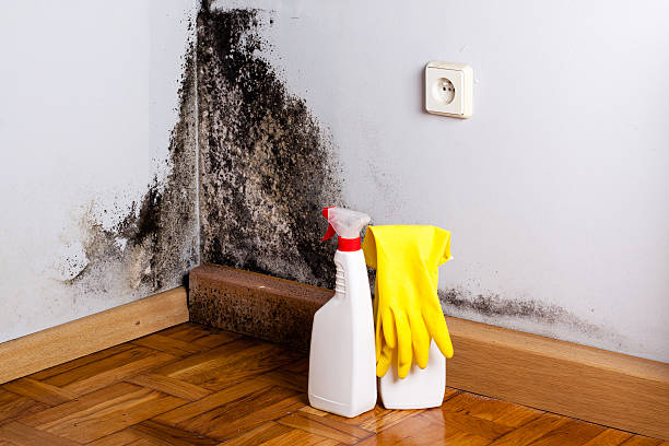 Best Residential Mold Removal  in Brockway, PA