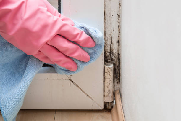 Best Professional Mold Removal  in Brockway, PA